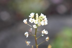 20170317春の草花　ナズナ　オオイヌノフグリ　ホトケノザ　タネツケバナ　オランダミミナグサ  (8)